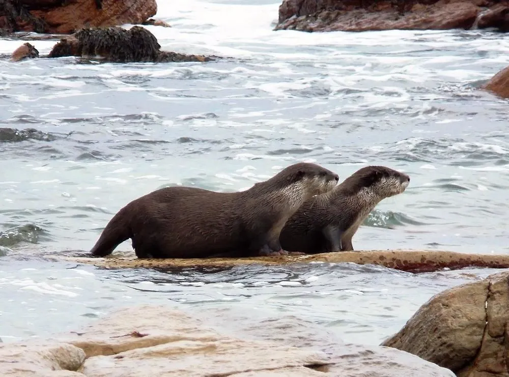 Otters' Rest Διαμέρισμα Kommetjie Νότια Αφρική